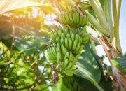 Makna Mimpi Melihat Pohon Pisang Menurut Primbon Jawa: Pertanda Kehidupan