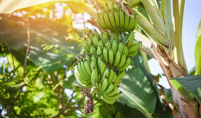 Makna Mimpi Melihat Pohon Pisang Menurut Primbon Jawa: Pertanda Kehidupan