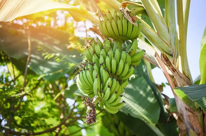 Makna Mimpi Melihat Pohon Pisang Menurut Primbon Jawa: Pertanda Kehidupan