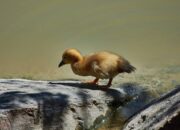 Makna dan Arti Mimpi Bebek Berdasarkan Warna: Putih, Hitam, Kuning, Merah, Hijau, dan Biru