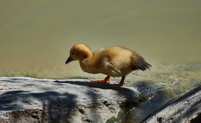 Makna dan Arti Mimpi Bebek Berdasarkan Warna: Putih, Hitam, Kuning, Merah, Hijau, dan Biru