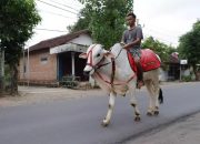 Viral! Pemuda Ponorogo Ngabuburit dengan Menunggangi Sapi Putih