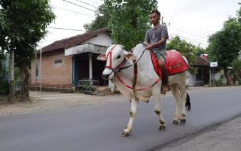 Viral! Pemuda Ponorogo Ngabuburit dengan Menunggangi Sapi Putih