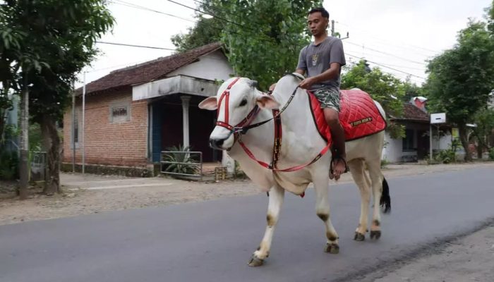 Viral! Pemuda Ponorogo Ngabuburit dengan Menunggangi Sapi Putih