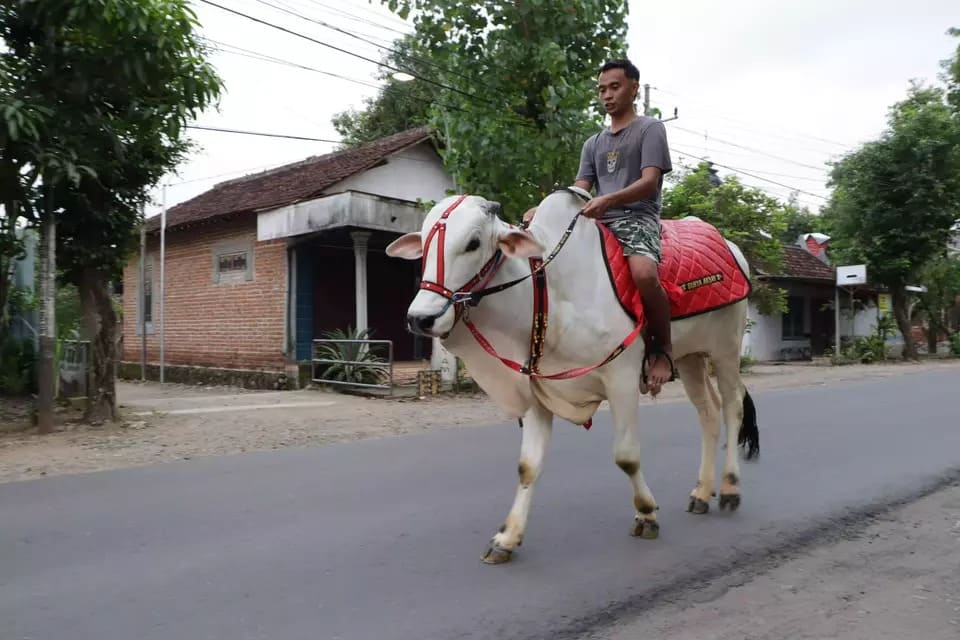 Viral! Pemuda Ponorogo Ngabuburit dengan Menunggangi Sapi Putih