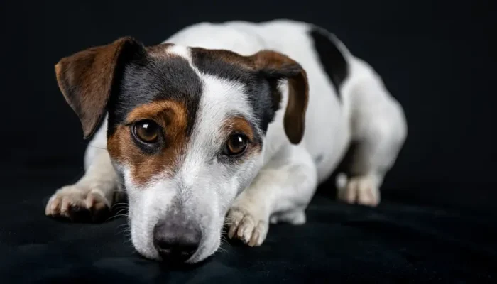Arti Mimpi Anjing Peliharaan Sakit Terluka di Rumah Menurut Psikologi dan Intuisi