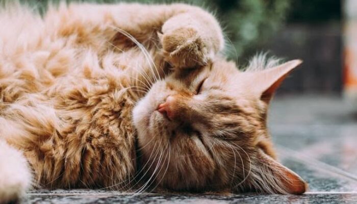 Arti Mimpi Mengambil Kucing di Pasar untuk Dirawat: Pertanda Kepedulian dan Emosi yang Tersembunyi