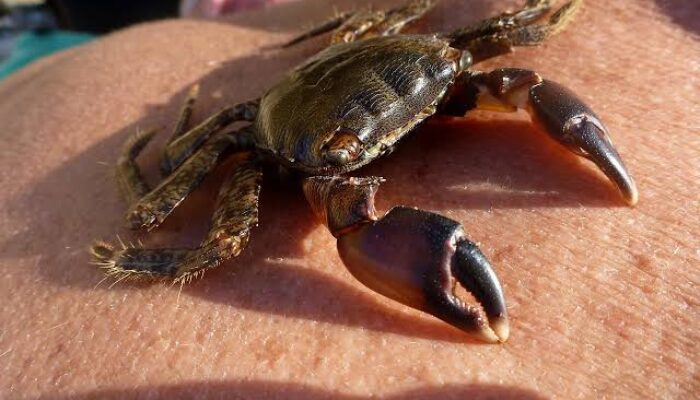 Makna Mimpi Melihat Kepiting Hitam dan Mencubit: Pertanda Emosi Tersembunyi dan Ancaman yang Harus Diwaspadai